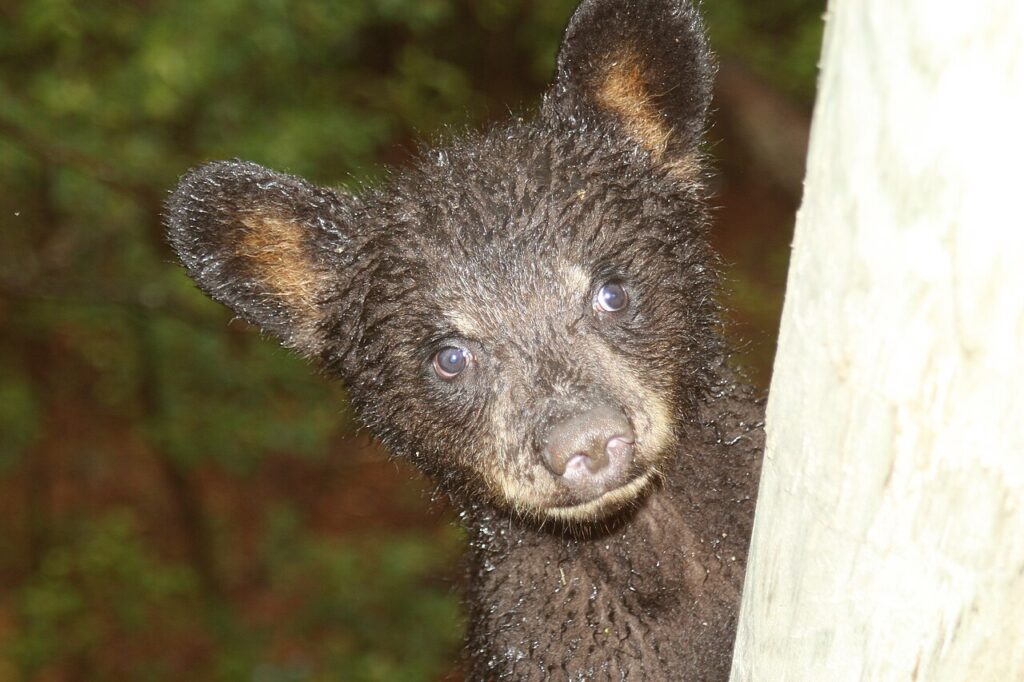 A black bear in the Great Smoky Mountains near Gatlinburg