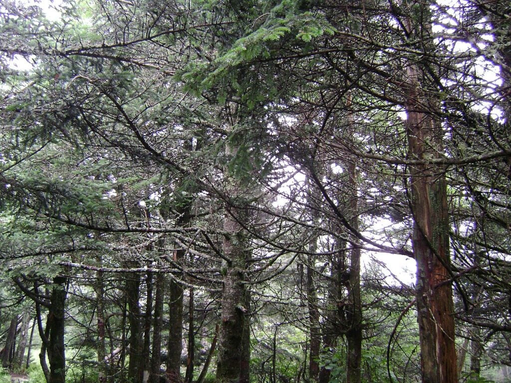 A hiking trail through the forest in the Great Smoky Mountains
