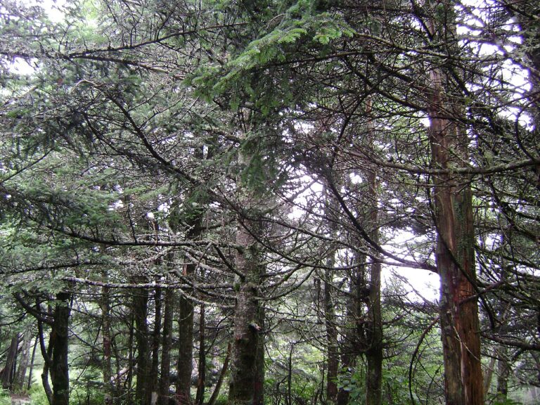 Easy Hikes Near Gatlinburg: A Cabin Host’s 2026 Trail Guide