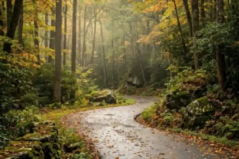 Narrow one-way forest road curving through early autumn hardwoods in Great Smoky Mountains National Park near Gatlinburg Tennessee.