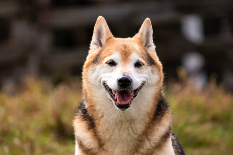 Pet-Friendly Smoky Mountains: A Host’s Honest Guide